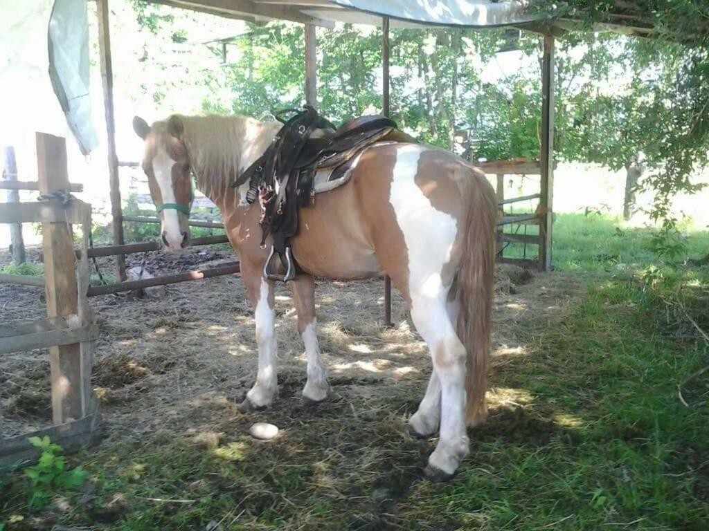 فندق The Horse Pogno المظهر الخارجي الصورة